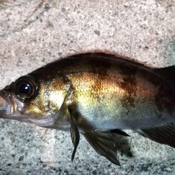 ワレカラワーム