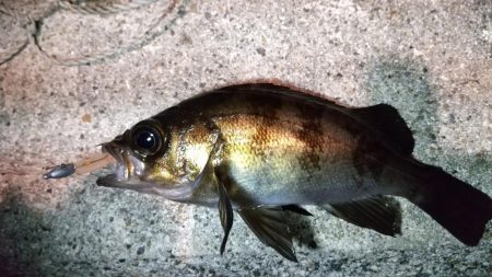 ワレカラワーム