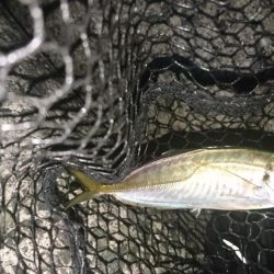 大阪でメバル28cmとアジ釣れた