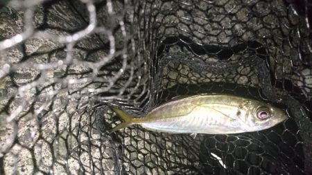 大阪でメバル28cmとアジ釣れた