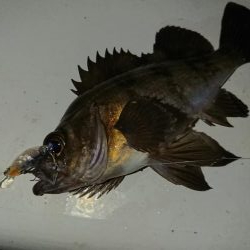 南港メバリング