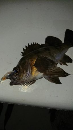 南港メバリング