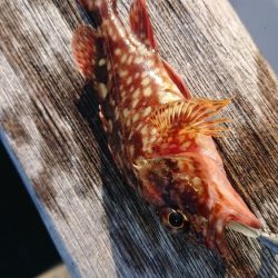 南港メバリング