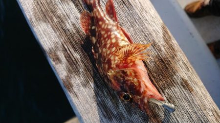 南港メバリング