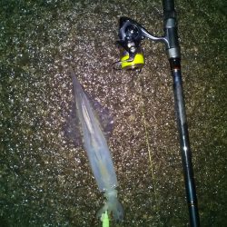 ヤリイカリベンジ