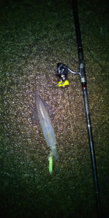 ヤリイカリベンジ