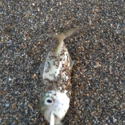 サーフアジング