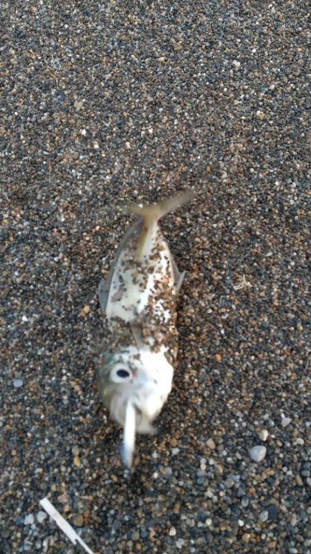 サーフアジング