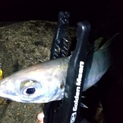 自作ワームでアジング