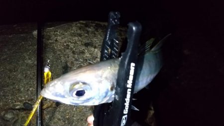 自作ワームでアジング