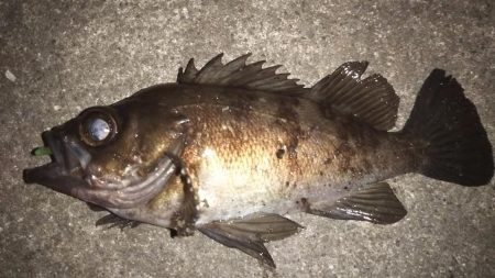 やっと良型メバル！！