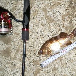 渋い中 ガルプと邪道エギで