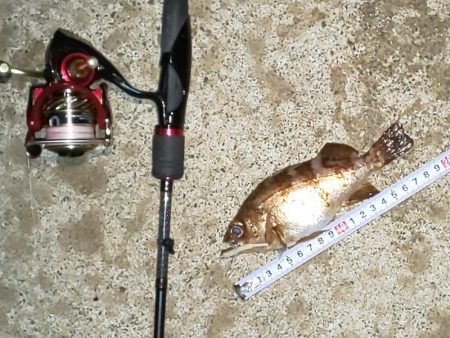 渋い中 ガルプと邪道エギで