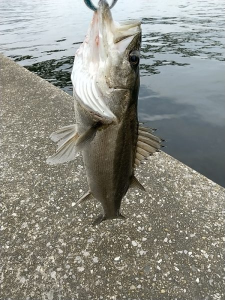雨前の夕練湾奥シーバスハンティング！