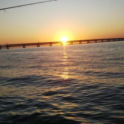 やや大きめアジゲット