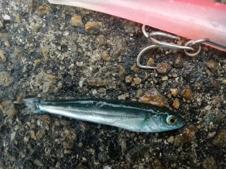 渋かった爆風&雨の朝練シーバス調査