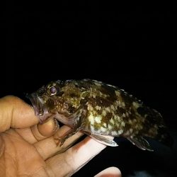 アジ釣り ガシラ釣り