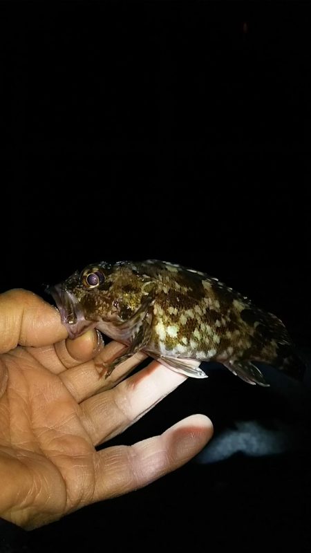 アジ釣り ガシラ釣り