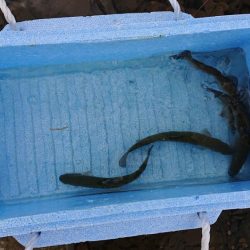 芥川マス釣り場