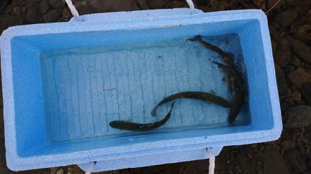 芥川マス釣り場