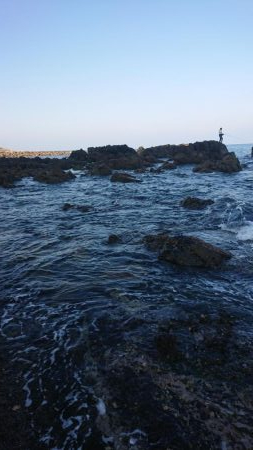 青物  アジング  エギング