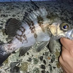 メバルにガシラに良型続き!