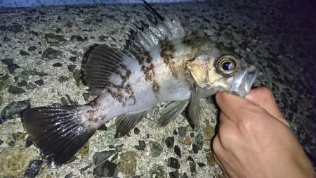 メバルにガシラに良型続き！