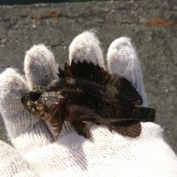 根魚釣りはソイまみれに