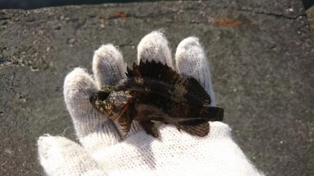 根魚釣りはソイまみれに