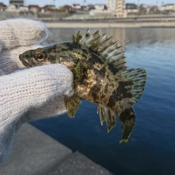 穴釣りも活性上がってきた？