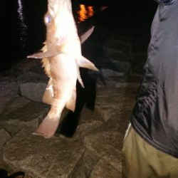 メバルは渋いがガシラはツ抜け