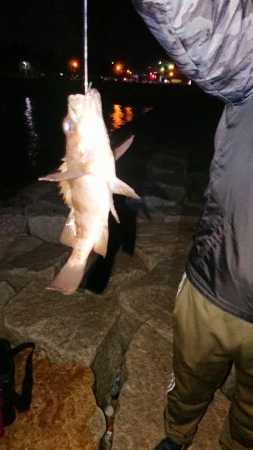 メバルは渋いがガシラはツ抜け