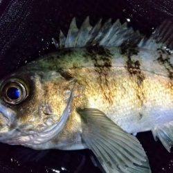 退勤フィッシングでメバル