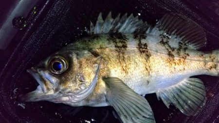 退勤フィッシングでメバル