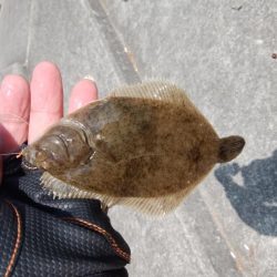 東二見でキス釣り