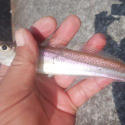 東二見でキス釣り