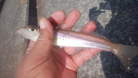 東二見でキス釣り
