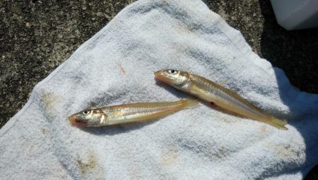 今朝も東二見でキス狙い