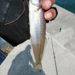 キス仕掛けで大物が釣れました