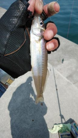 キス仕掛けで大物が釣れました