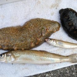 強風の東二見釣行