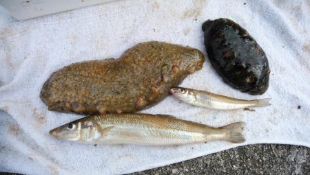 強風の東二見釣行