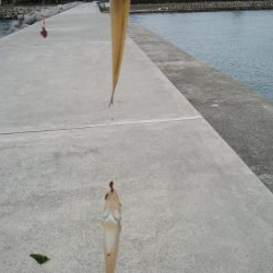 今朝も東二見でキス釣り