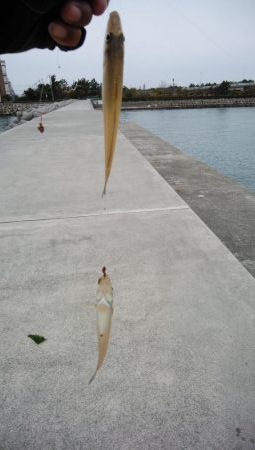 今朝も東二見でキス釣り