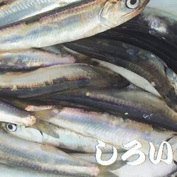 カタクチイワシが釣れました。