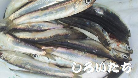カタクチイワシが釣れました。