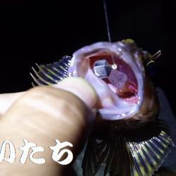 今日も、ワームで釣りに行く。