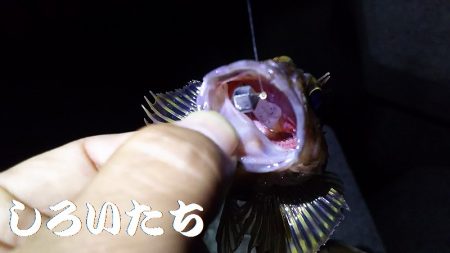今日も、ワームで釣りに行く。