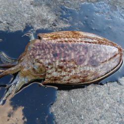 コウイカエギング