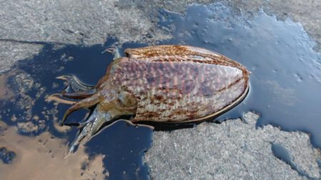 コウイカエギング